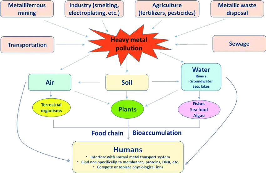 Heavy Metal Toxicity And Lifestyle