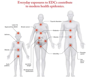 Endocrine disruptors