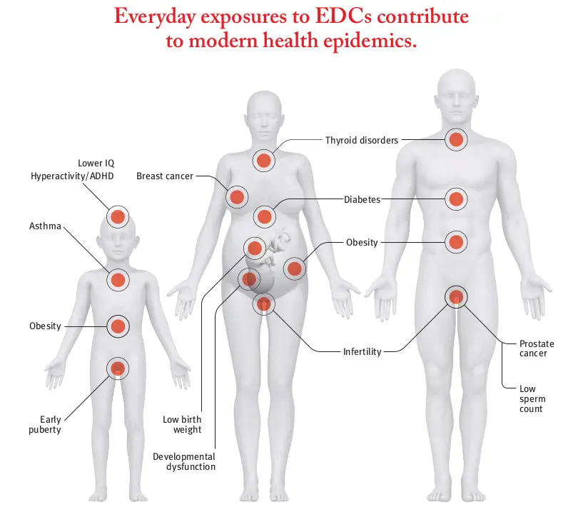 Endocrine disruptors