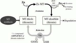 Metallothioneins and Heavy Metals