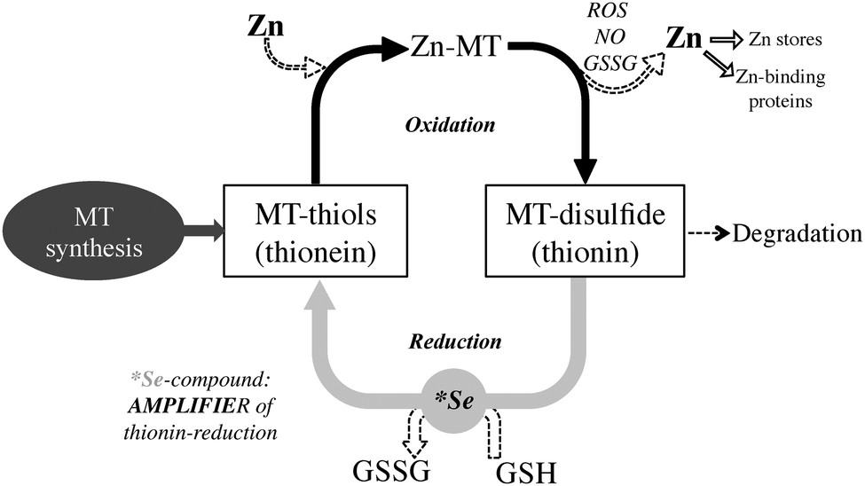 Metallothioneins and Heavy Metals