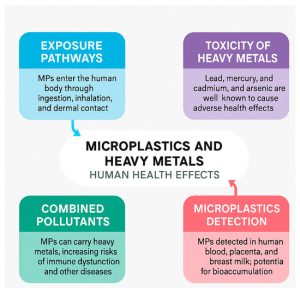 Microplastics and heavy metals