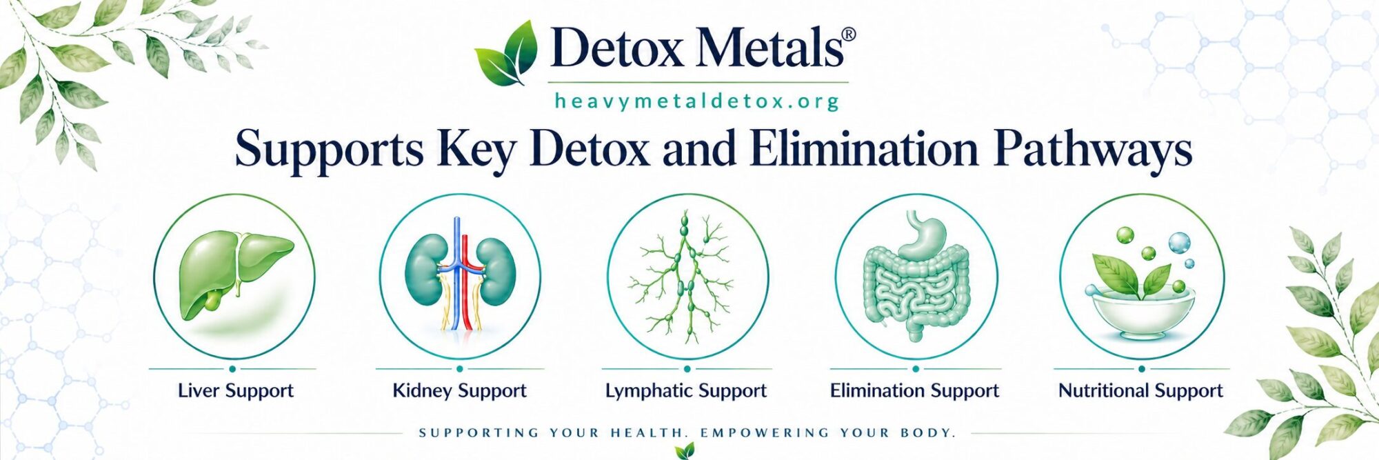 Supports Key Detox Organs
